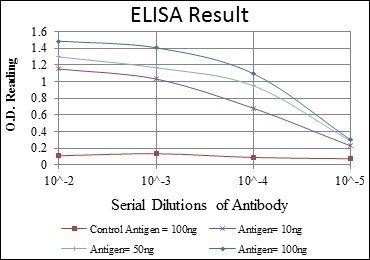 FYN Antibody