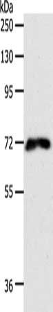 FZD1 antibody