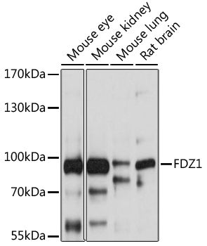FZD1 antibody
