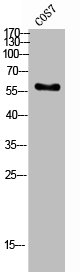 FZD10 antibody