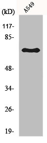 FZD3 Antibody