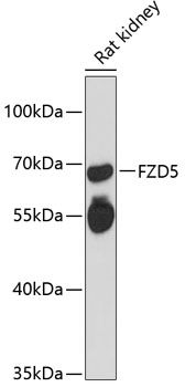 FZD5 antibody