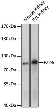 FZD6 antibody