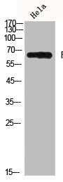 FZD7 antibody