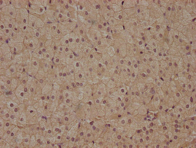 FZD7 antibody