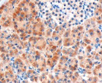 Goat anti-FZD8 / frizzled 8 Antibody