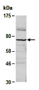 FZD8 (M) Antibody, Rabbit Polyclonal