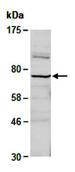 FZD8 antibody