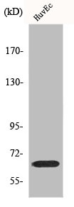 FZD9 antibody