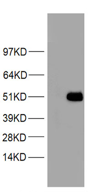 G CSF (CSF3) antibody
