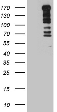 G CSF (CSF3) antibody