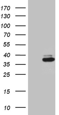 G protein alpha 16 (GNA15) antibody