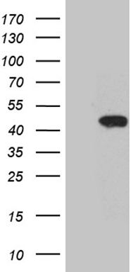G protein alpha inhibitor 1 (GNAI1) antibody