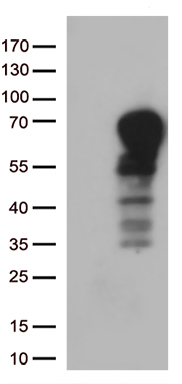 G protein alpha inhibitor 1 (GNAI1) antibody