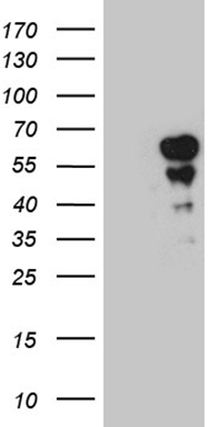 G protein alpha S (GNAS) antibody