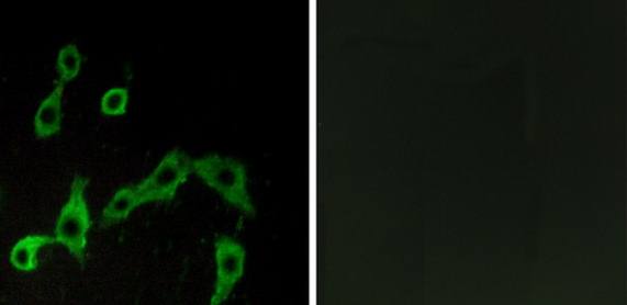 ADRA2A Antibody