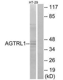 CCR7 antibody