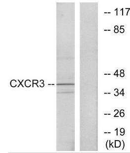 CXCR3 antibody