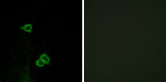 CXCR7 antibody