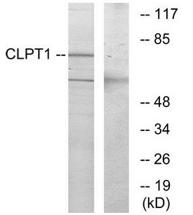 CLPT1 antibody