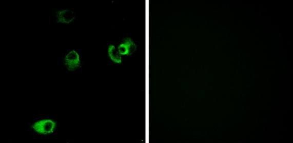 DRD4 antibody