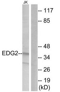 EDG2 antibody