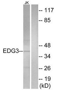 EDG3 antibody