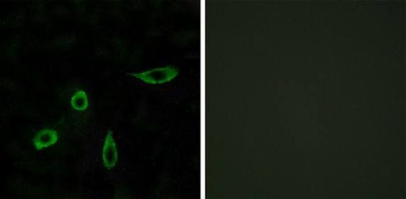 EDG4 Antibody