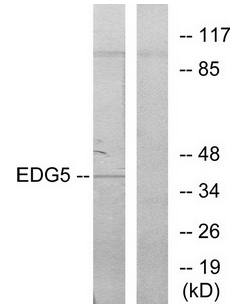EDG5 antibody