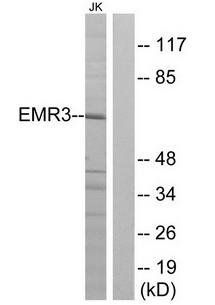 EMR3 antibody