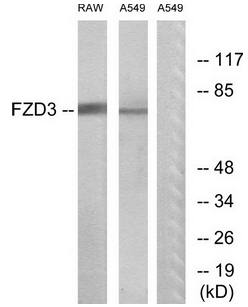 FZD3 antibody