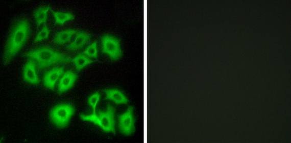 FZD4 Antibody