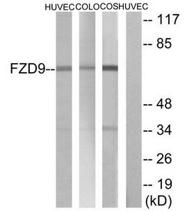 FZD9 antibody