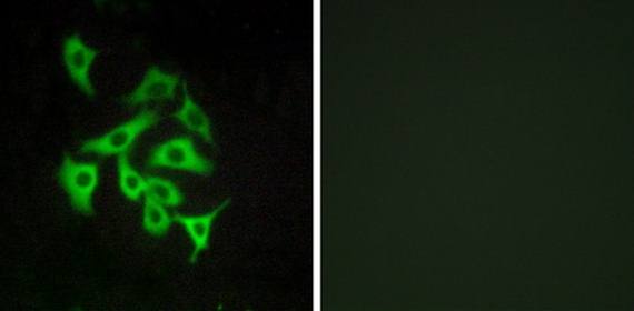 GPR100 antibody