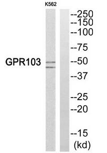 GPR103 Antibody