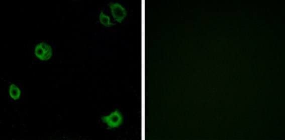 GPR110 antibody