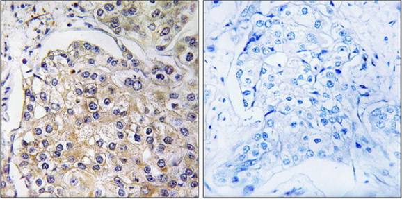 GPR116 Antibody