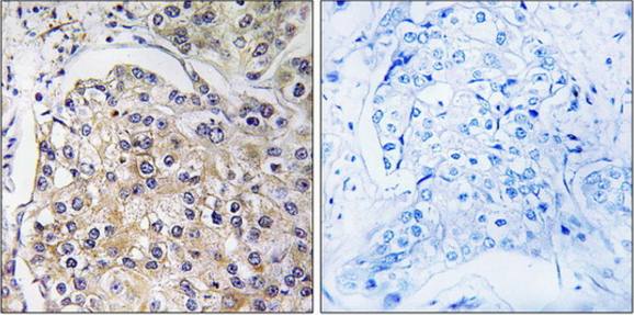 GPR116 antibody