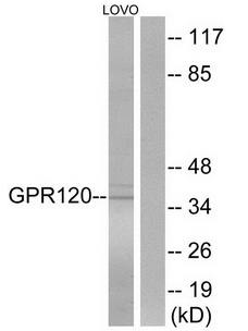 GPR120 antibody