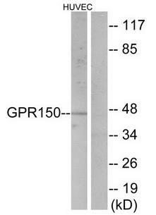 GPR150 antibody