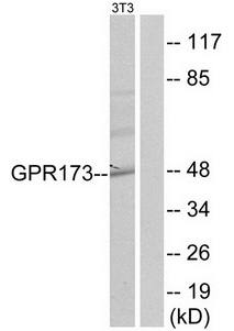 GPR173 antibody