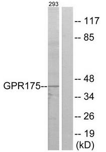 GPR175 Antibody