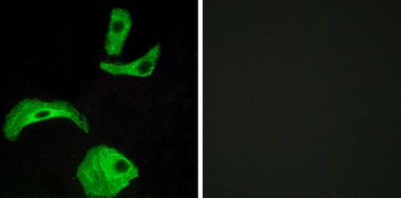 GPR18 Antibody