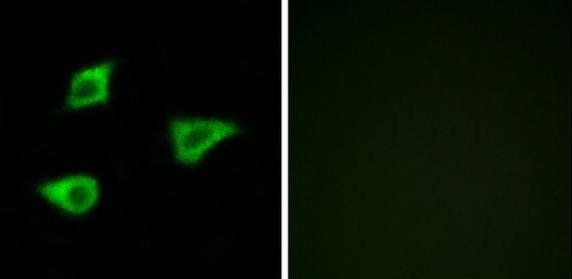 CHRM4 antibody