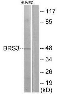 BRS3 Antibody