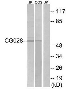 CG028 antibody