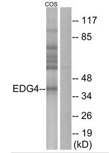 EDG4 antibody