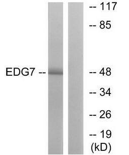 EDG7 Antibody