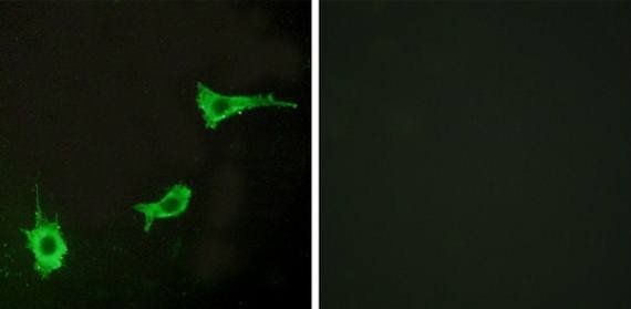 EDNRA Antibody