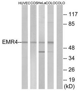 EMR4 antibody